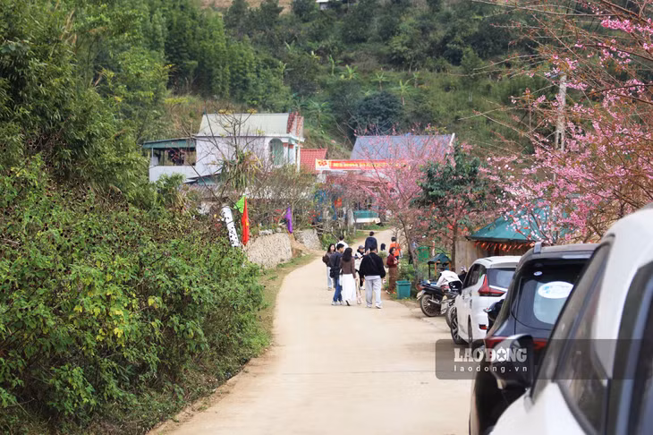 Ngay ở đầu xóm Mừng, du khách dần thấy lác đác vài cây mai anh đào. Dòng xe xếp hàng dài trên đường dẫn vào vườn hoa.