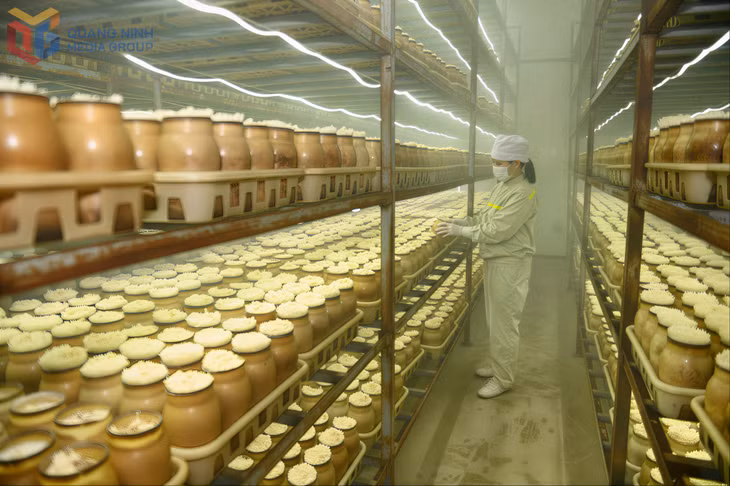 Công ty TNHH Long Hải sản xuất nấm theo công nghệ sinh học trong nhà lạnh.