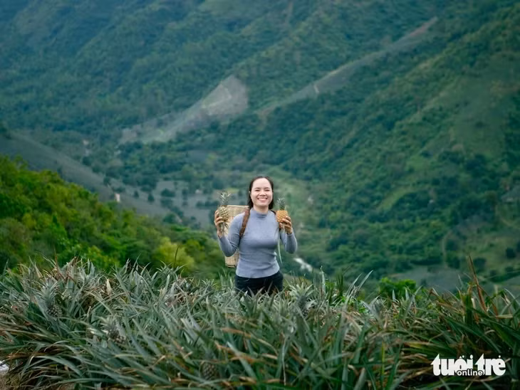 Tại đây du khách có thể tận tay thu hoạch dứa cùng người dân - Ảnh: LÊ QUÝ TÀI