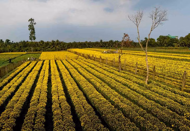 Những ngày cuối năm, nhiếp ảnh gia Khánh Phan (TP.HCM) tìm về các làng hoa nổi tiếng miền Tây như Sa Đéc (Đồng Tháp), Chợ Lách (Vĩnh Long) và Mỹ Phong (Đồng Tháp) để ghi lại những khoảnh khắc rực rỡ nhất của mùa hoa Tết.