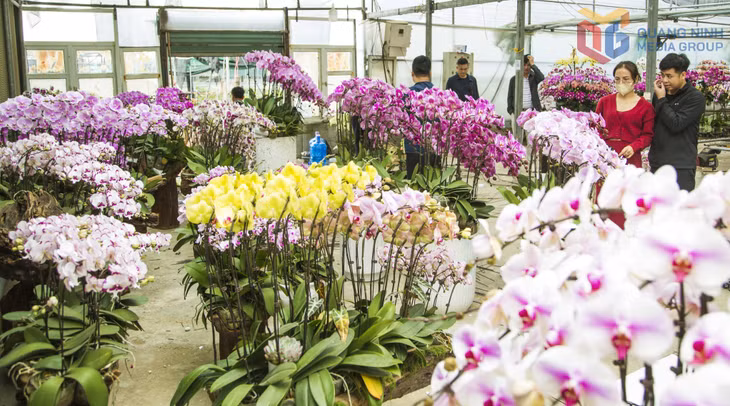 Ở phân khúc cao cấp hơn, hoa lan vẫn là lựa chọn hàng đầu của những người yêu hoa, muốn tô điểm cho ngôi nhà thêm ngập tràn sắc xuân.