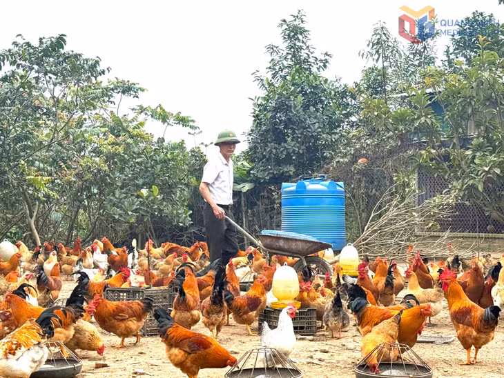 Mô hình nuôi gà hữu cơ của gia đình ông Hoàng Văn Cường, thôn Đồng Đạm, xã Đông Ngũ.