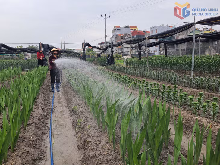 Người trồng hoa ở vùng hoa Đồng Chè (phường Hoành Bồ) chăm sóc hoa.