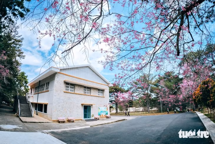 Trường đại học Đà Lạt vẫn còn nhiều công trình cổ - Ảnh: KỲ PHONG