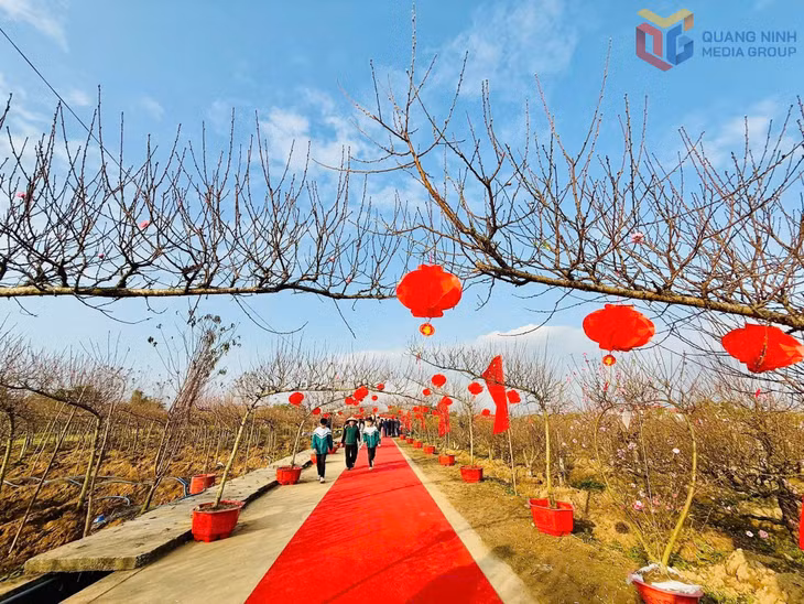Xã Quảng Hà tổ chức Hội hoa đào - Cây cảnh 2026, phục vụ nhân dân, du khách.