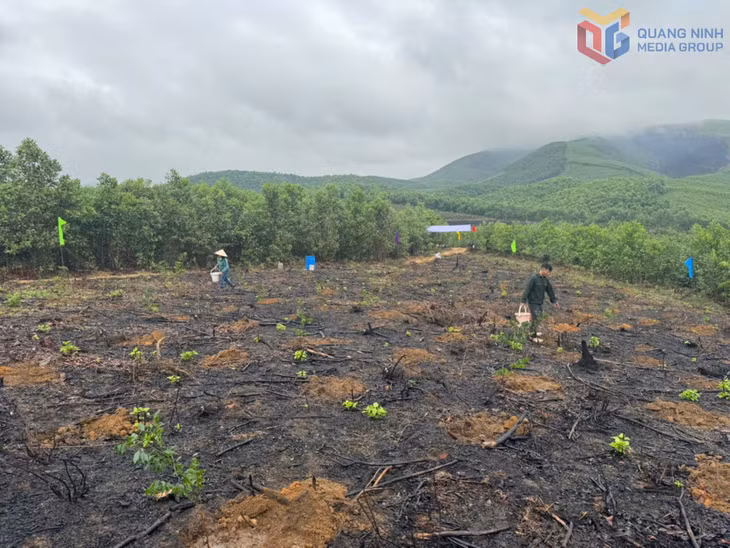Khoảng 3.000 cây lim xanh được Công ty TNHH MTV Lâm nghiệp Hoành Bồ trồng tại tiểu khu 92 trong dịp đầu xuân 2026.