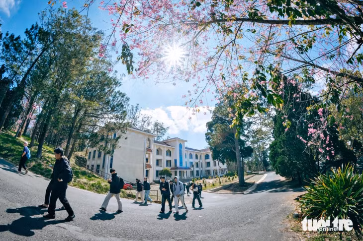 Đường đến giảng đường của sinh viên Trường đại học Đà Lạt - Ảnh: KỲ PHONG