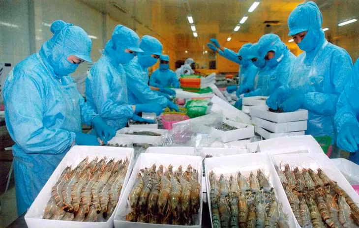 Kim ngạch xuất khẩu tôm Việt Nam đạt 4,6 tỷ USD trong năm 2025 - Ảnh minh họa