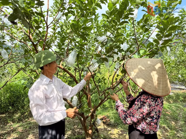 Mô hình trồng ổi theo hướng hữu cơ của nông dân phường Hoành Bồ đem lại giá trị kinh tế cao.