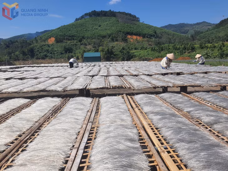 Người dân xã Húc Động phơi miến dong dịp tết.