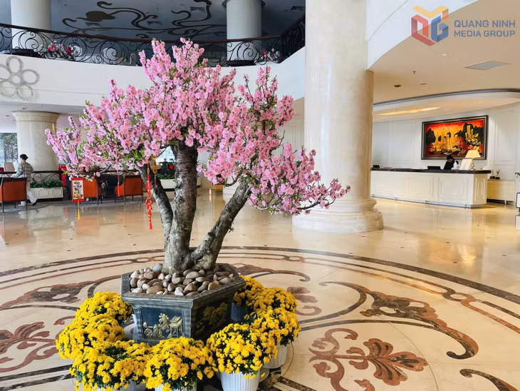 Đào, lan, cúc với sắc màu rực rỡ, được nhiều cơ sở lưu trú lựa chọn trang trí trong dịp Tết.