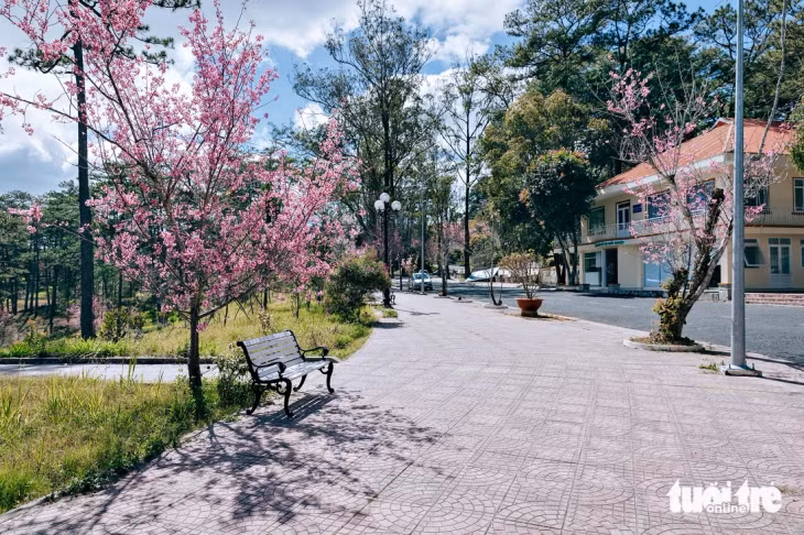 Dọc các tuyến đường trồng nhiều mai anh đào bên trong Trường đại học Đà Lạt đều có nhiều ghế để sinh viên và du khách ngắm cảnh - Ảnh: KỲ PHONG