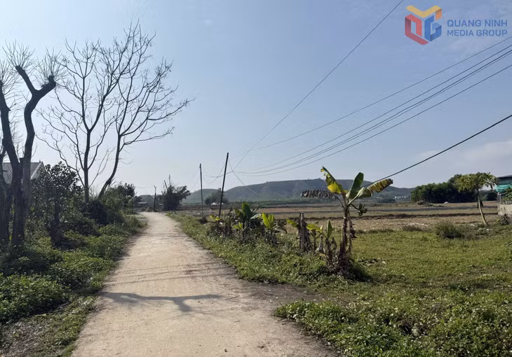 Ở thôn Lập Tân (xã Đầm Hà) số lượng cột điện bằng tre khá nhiều.