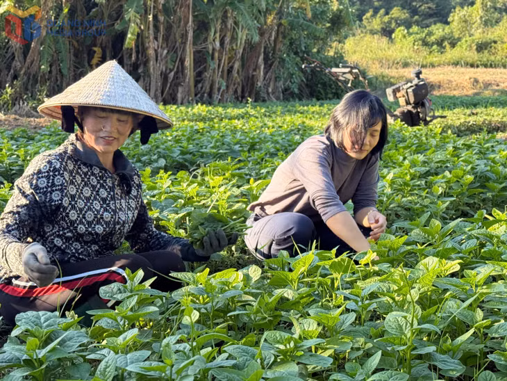 Cán bộ HND đặc khu Cô Tô (phải) thường xuyên tuyên truyền hội viên, nông dân trên địa bàn chú trọng sản xuất sạch, an toàn.