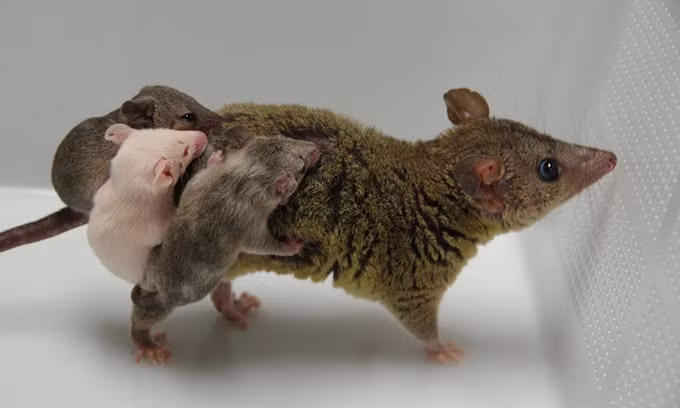 Những con chồn opossum đầu tiên được tạo ra bằng kỹ thuật chỉnh sửa gene. Ảnh: RIKEN.