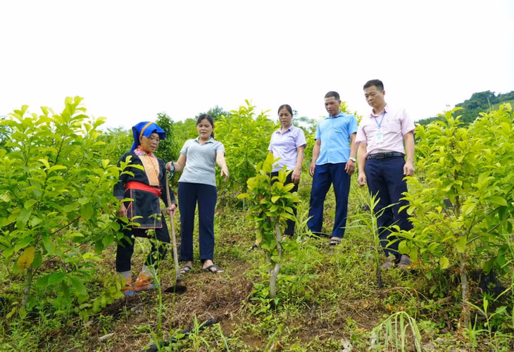 Cán bộ phòng giao dịch Ngân hàng CSXH huyện Ba Chẽ kiểm tra một mô hình nông nghiệp được vay vốn trên địa bàn.