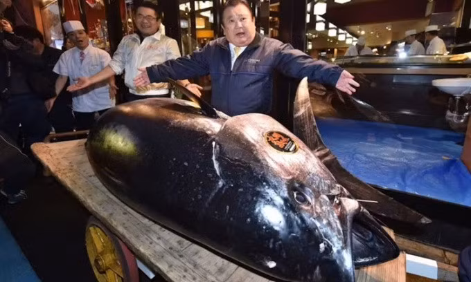 Con cá ngừ vây xanh đạt giá bán kỷ lục tại Tokyo năm 2019. Ảnh: BBC