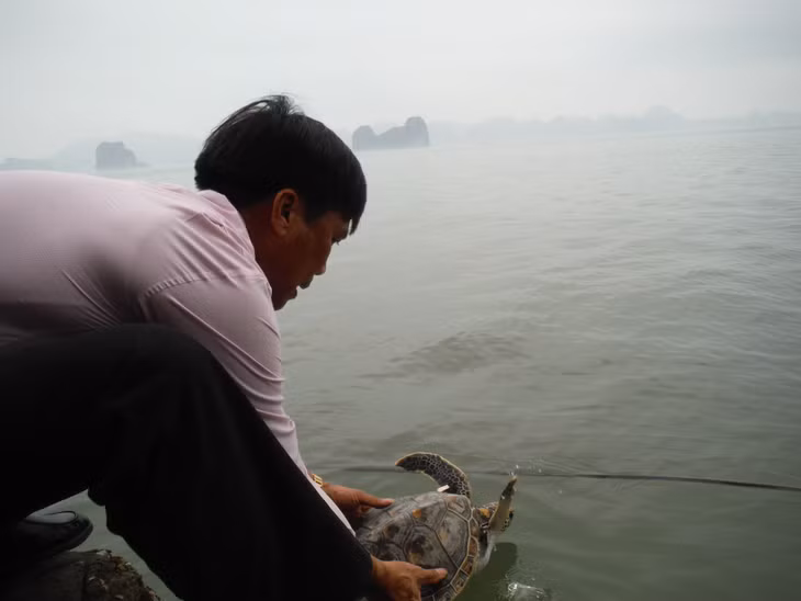 Nhân viên Vườn Quốc gia Bái Tử Long thả con vích về với tự nhiên.