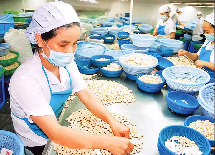 Sơ chế hạt điều xuất khẩu tại doanh nghiệp trên địa bàn tỉnh Đồng Nai. (Ảnh ĐỨC ANH)