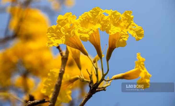 Sắc vàng nổi bật, gọn gàng, không lẫn vào tán lá khiến phong linh trở thành điểm nhấn dọc bờ sông Nhật Lệ.