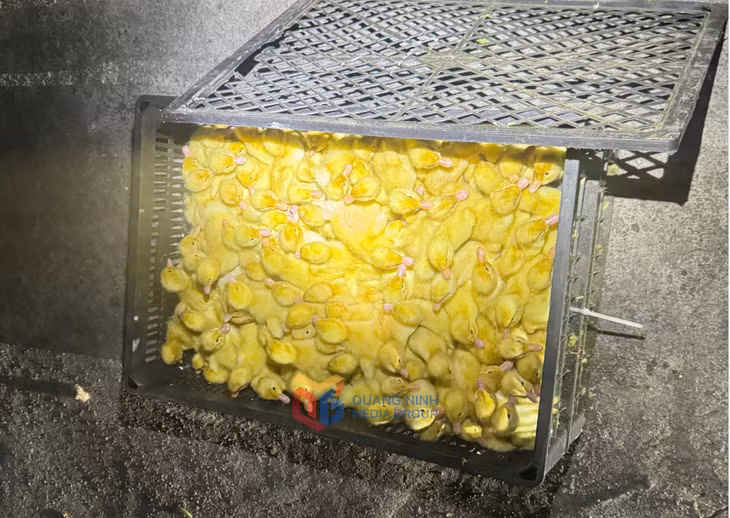 Mỗi khay nhựa chứa 80 con vịt giống không rõ nguồn gốc, xuất xứ được lực lượng chức năng thu giữ.