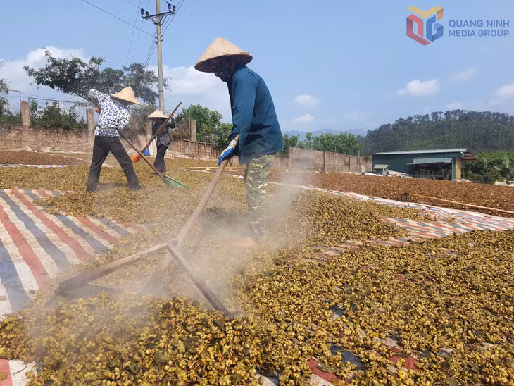 Công nhân HTX quế hồi Chu Phượng phơi hồi.