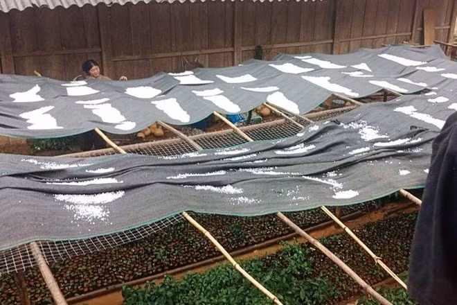 Đá rơi gây thiệt hại cho cây trồng tại bản Co Hịnh, xã Phiêng Cằm, tỉnh Sơn La. Ảnh: NDCC