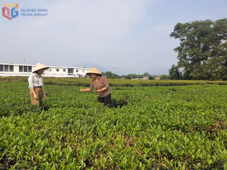 Vùng canh tác cây chè theo hướng VietGAP của xã Quảng Đức.