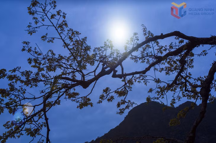 Dưới ánh trăng sáng giữa non thiêng Yên Tử, mai vàng mang vẻ đẹp huyền ảo đậm chất thơ.