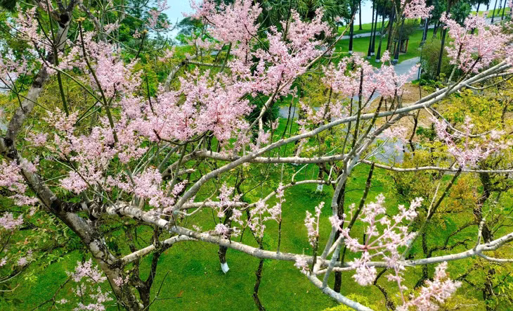 Không chỉ trong Hoàng cung, nhiều cây ngô đồng bên bờ sông Hương, đặc biệt khu vực gần cầu Trường Tiền cũng đang bung nở, tạo nên không gian đầy thơ mộng.