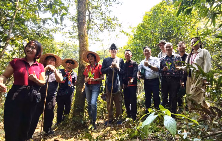 Xã Hoành Mô xây dựng tour du lịch trekking tìm hiểu quần thể chè cổ thụ trong đó có các cây mới được công nhận là Cây Di sản Việt Nam.