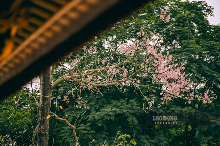 Loài cây này được trồng nhiều trong khuôn viên Hoàng cung, góp phần tạo nên nét riêng không thể trộn lẫn của di sản cố đô.