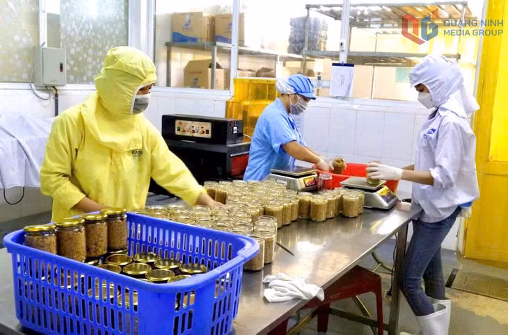 Chế biến, đóng gói ruốc hàu tại Công ty TNHH Sản xuất và Thương mại Thủy sản Quảng Ninh.