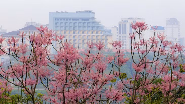 Không chỉ trong Đại Nội, ngô đồng còn nở rộ bên bờ sông Hương, điểm tô thêm cho bức tranh thiên nhiên thơ mộng của xứ Huế. Ảnh: Đình Hoàng