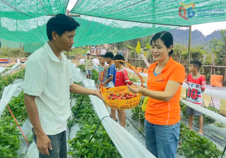 Bà Trần Thị Hoài, Phó Chủ tịch HND đặc khu Cô Tô trò chuyện với anh Trần Văn Quỳnh về kỹ thuật trồng dâu tây.