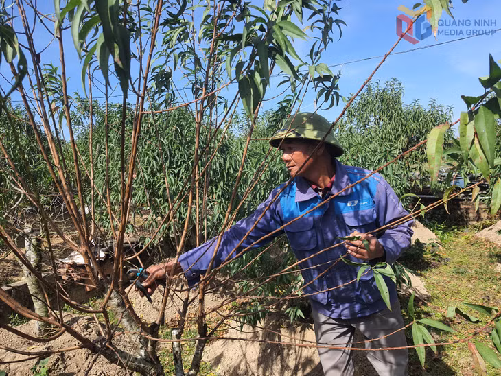 Những năm gần đây ông Nguyễn Văn Hữu phát triển thêm mô hình trồng đào thế mang lại thu nhập cao.