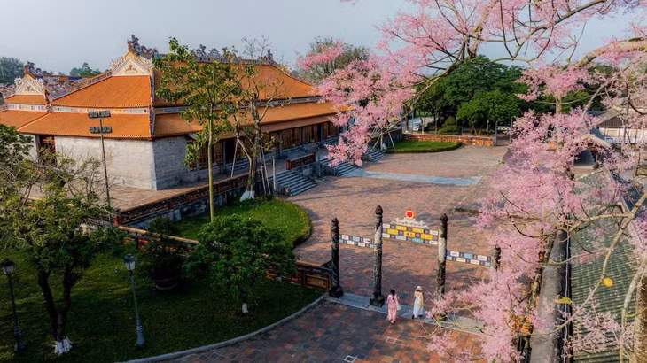 Tháng 4, những cây ngô đồng trong Hoàng cung Huế đồng loạt trút lá, để lộ các chùm hoa nhỏ li ti màu hồng dịu, tạo nên vẻ đẹp thanh tao, khác biệt giữa không gian cung đình. Ảnh: Đình Hoàng