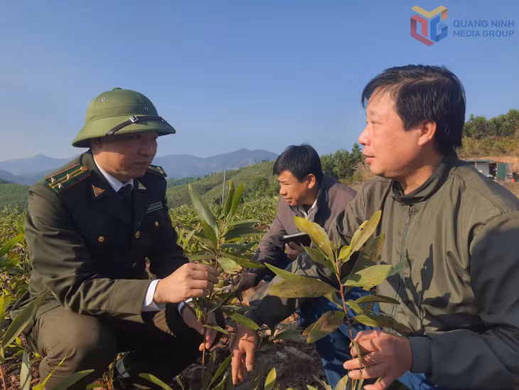 Cán bộ Công ty TNHH MTV Lâm nghiệp Tiên Yên Quảng Ninh kiểm tra cây giống trước mùa trồng rừng. Ảnh: Việt Hoa