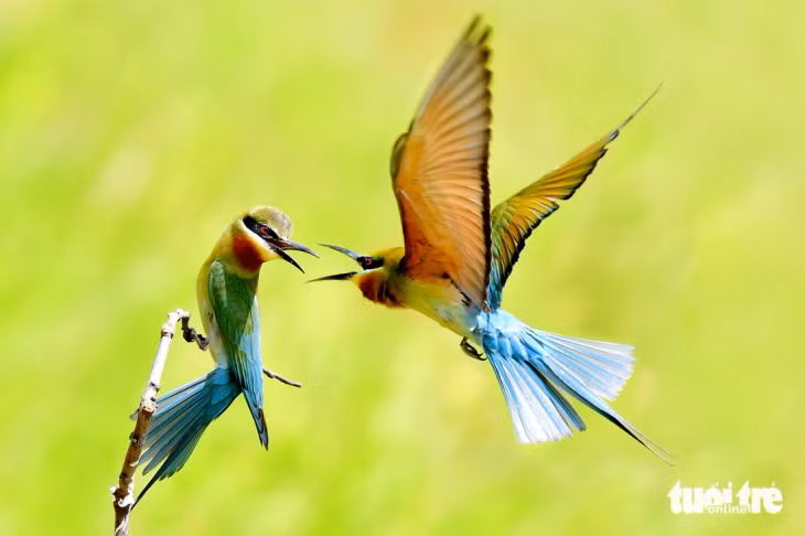 Chúng bắt đầu "kết đôi" tạo ra những hình ảnh thân thiết - Ảnh: BÁ THI