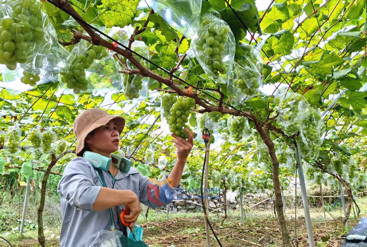 Mô hình nho sữa của gia đình chị Trần Thị Vân, thôn Pặc Pùng, xã Bình Liêu. Ảnh: Tạ Quân.