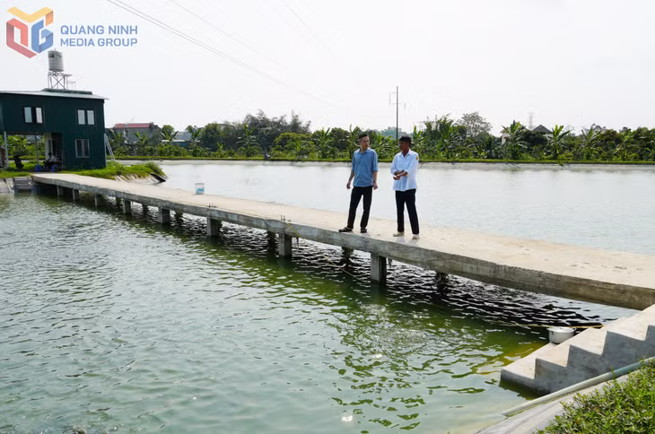Mô hình nuôi cá rô nước ngọt tại thôn Tân Hợp, xã Quảng Tân được triển khai bước đầu đạt kết quả tích cực.&nbsp;