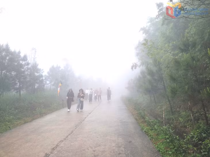 Thông được trồng dọc hai bên đường đi dẫn tới chùa Trung (khu di tích Ngọa Vân).