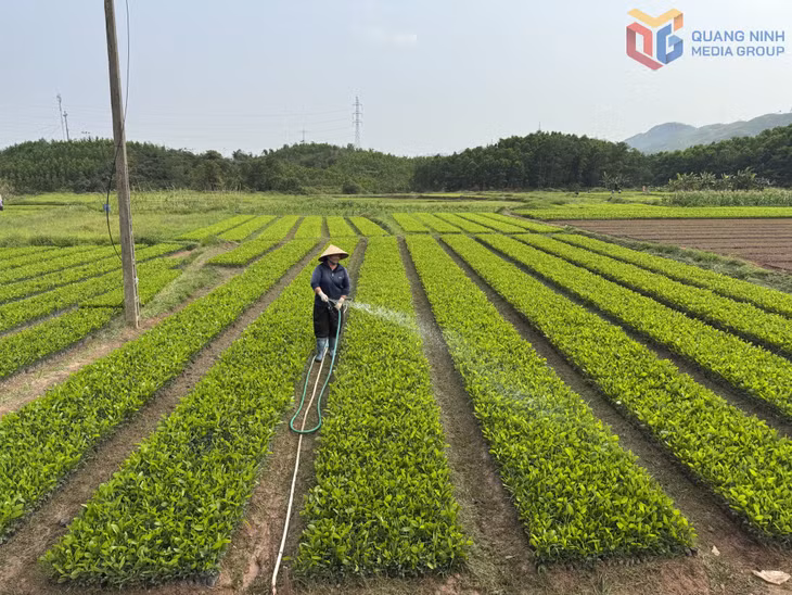 Mô hình vườn ươm cây giống lâm nghiệp ở thôn Thống Nhất (xã Hải Lạng) cho thu nhập ổn định 300 triệu đồng/sào/năm.