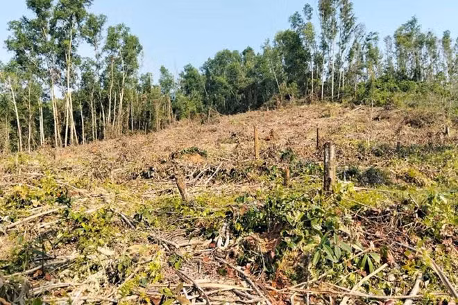 Một phần diện tích cây keo bị ông Bùi Văn Thăng - nguyên Giám đốc Ban quản lý rừng phòng hộ huyện Phù Mỹ, Bình Định cũ - tự ý khai thác. Ảnh: Văn Lực
