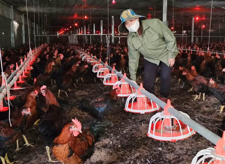 Chăn nuôi gia cầm đang gặp khó vì giá thức ăn chăn nuôi tăng nhưng giá thịt, giá trứng bán ra đang ở mức thấp - Ảnh: N.TRÍ