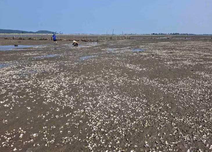 Nguyên nhân ngao chết hàng loạt tại thôn Mai Lâm đang chờ xác định. Ảnh: Trần Tuấn