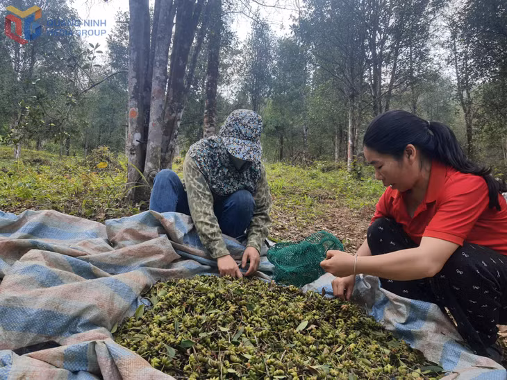 Người dân thôn Đồng Cậm (xã Hoành Mô) thu hái hồi chiêm.