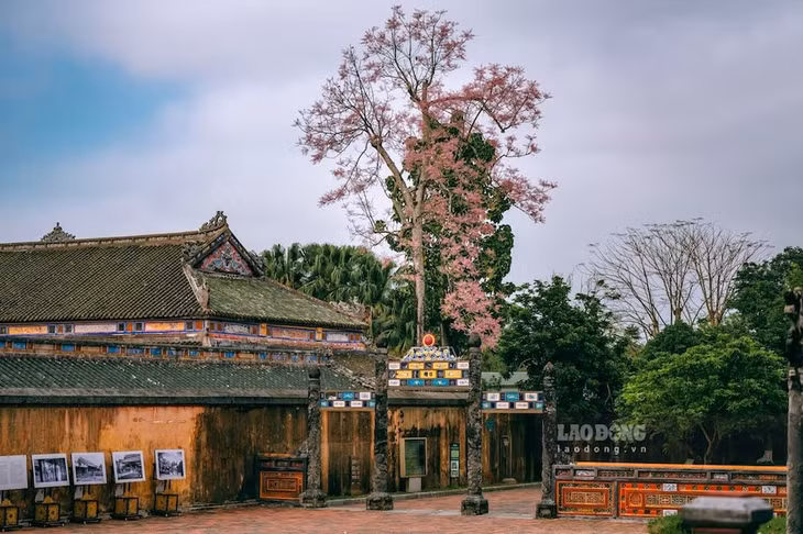 Sắc hoa nhẹ nhàng phủ lên nền kiến trúc rêu phong. Kinh thành Huế thêm phần trầm mặc nhưng không kém phần cuốn hút.