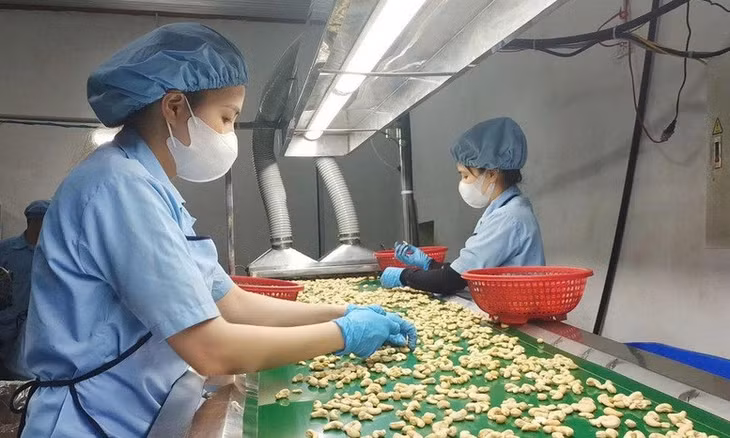 Trong xuất khẩu nông, lâm, thủy sản quý I/2026, nhiều nhóm hàng chủ lực tiếp tục duy trì đà tăng trưởng tích cực - Ảnh: VGP/Đỗ Hương