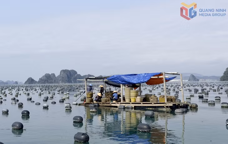 Nuôi trồng hàu tại đặc khu Vân Đồn.